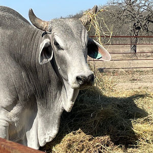 Meet your Posher, Brennan